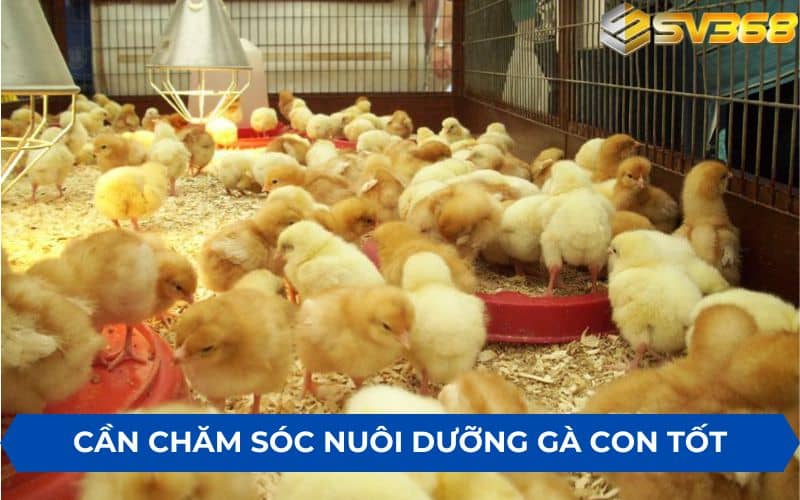 Cần chăm sóc gà con tốt sau khi đổ