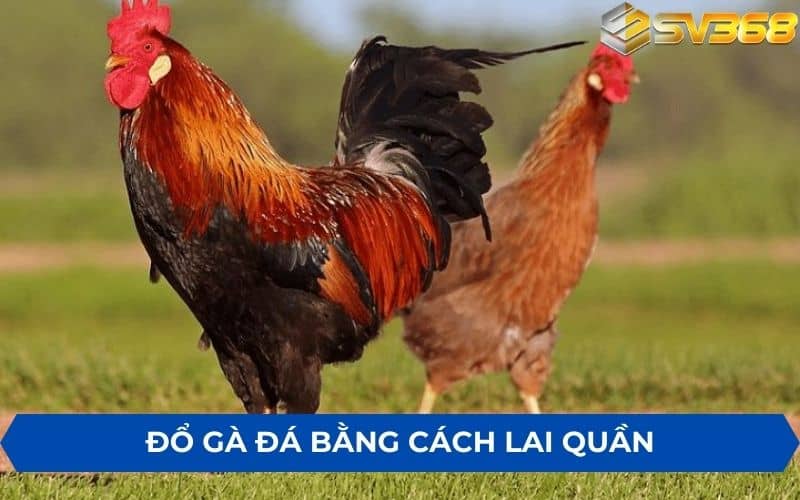 Đổ gà đá bằng cách lai quần