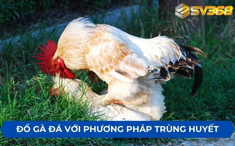 Kỹ thuật đổ gà đá với phương pháp trùng huyết