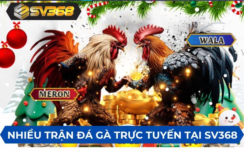 SV368 mang đến các trận đá gà trực tuyến đỉnh cao