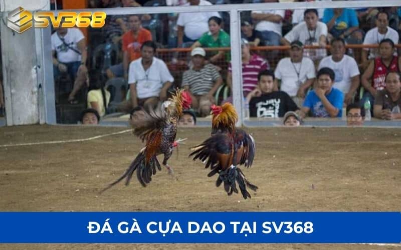 Đá gà cựa dao là hình thức gà thi đấu được gắn cựa dao Đá gà cựa dao là hình thức gà thi đấu được gắn cựa dao