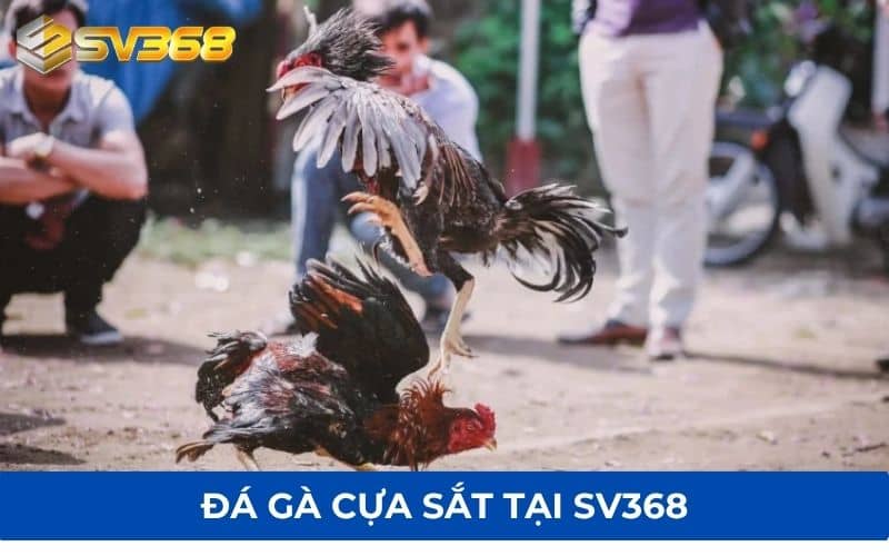 Đá gà cựa sắt là hình thức thi đấu gà được gắn cựa sắt Đá gà cựa sắt là hình thức thi đấu gà được gắn cựa sắt