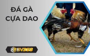 Đá Gà Cựa Dao