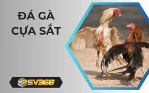 Đá Gà Cựa Sắt